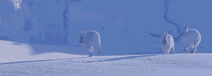 640.gif